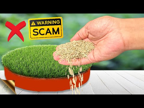 6 SECRETS TO GROW LAWN GRASS FROM SEED | Beware of Seed Scams